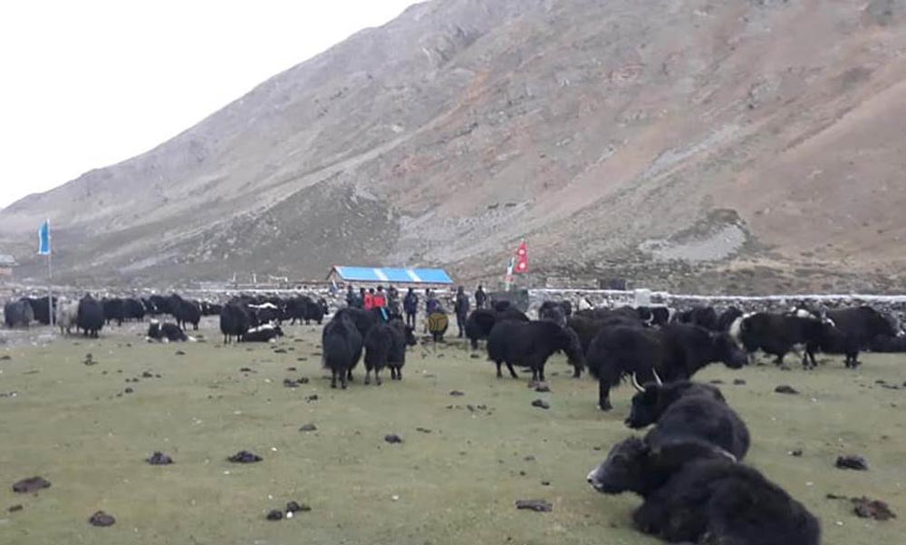 लिमीमा हिमपातले १५ सय चौरी सहित अन्य पशुचौपाय उच्च जोखिममा